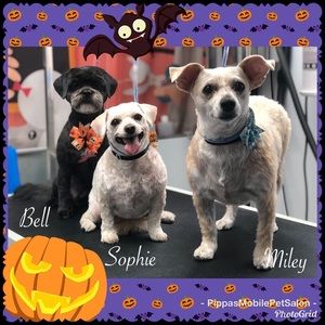 Meet your Posher, Victoria